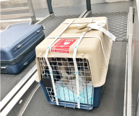 常德宠物托运 宠物托运公司 机场宠物托运 宠物空运